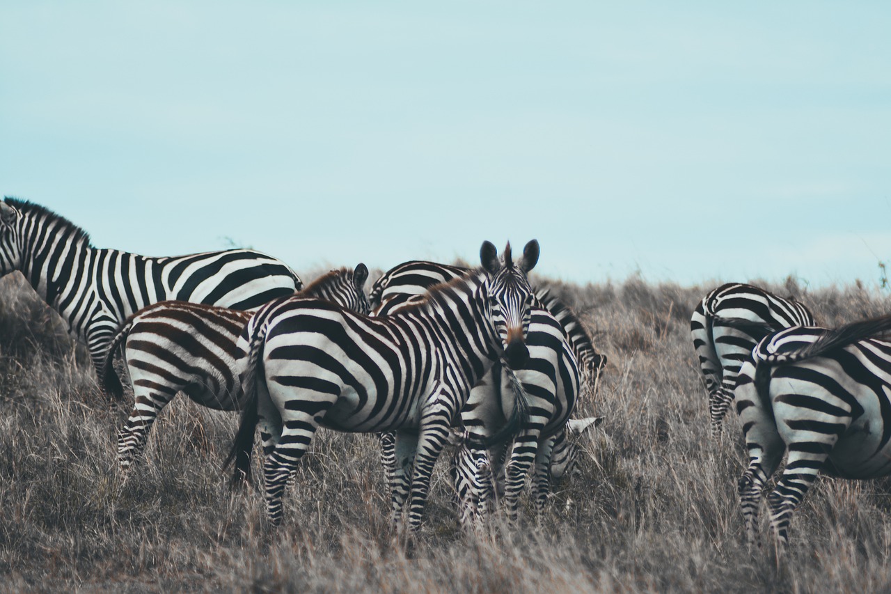 Eco-Conscious Tips for Exploring Kenya’s Maasai Mara